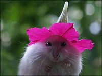 TopRq.com search results: cute hamsters