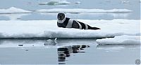 Fauna & Flora: ribbon seal