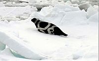 Fauna & Flora: ribbon seal