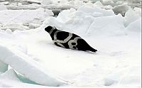 TopRq.com search results: ribbon seal