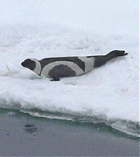 Fauna & Flora: ribbon seal
