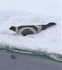 TopRq.com search results: ribbon seal