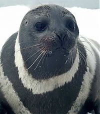 TopRq.com search results: ribbon seal