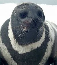 Fauna & Flora: ribbon seal