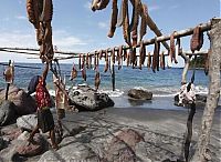 Fauna & Flora: Whale hunting, Indonesia