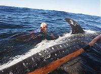 Fauna & Flora: Whale hunting, Indonesia