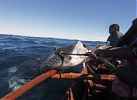 Fauna & Flora: Whale hunting, Indonesia