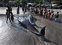 Fauna & Flora: Whale hunting, Indonesia