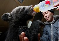 Fauna & Flora: Himalayan bear cubs, Vladivostok, Russia