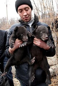 Fauna & Flora: Himalayan bear cubs, Vladivostok, Russia