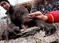 Fauna & Flora: Himalayan bear cubs, Vladivostok, Russia