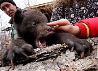 TopRq.com search results: Himalayan bear cubs, Vladivostok, Russia