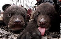 Fauna & Flora: Himalayan bear cubs, Vladivostok, Russia