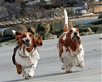 TopRq.com search results: basset hound