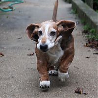 Fauna & Flora: basset hound