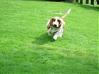 TopRq.com search results: basset hound