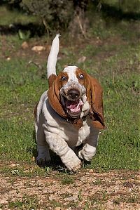 Fauna & Flora: basset hound