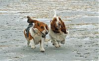 TopRq.com search results: basset hound