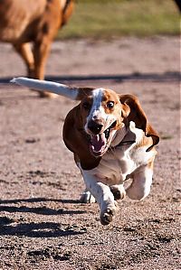 Fauna & Flora: basset hound