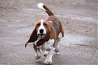 TopRq.com search results: basset hound