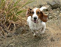 Fauna & Flora: basset hound