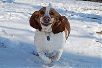 TopRq.com search results: basset hound