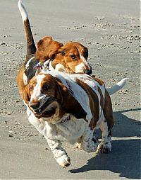 TopRq.com search results: basset hound