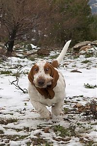 Fauna & Flora: basset hound