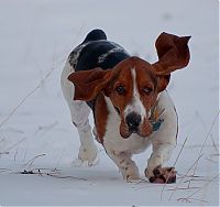 Fauna & Flora: basset hound