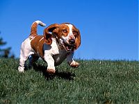 TopRq.com search results: basset hound