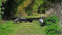 Fauna & Flora: heron steals baby alligator