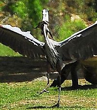 Fauna & Flora: heron steals baby alligator