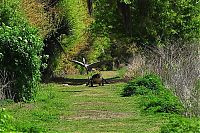 Fauna & Flora: heron steals baby alligator