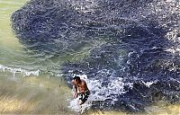 Fauna & Flora: Swarming of fish, coast of Acapulco, Mexico