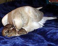 Fauna & Flora: turtle dove takes care of baby rabbits
