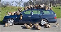 TopRq.com search results: monkeys ruined a car