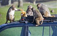 TopRq.com search results: monkeys ruined a car