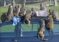 Fauna & Flora: monkeys ruined a car