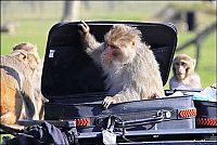 TopRq.com search results: monkeys ruined a car