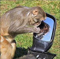 Fauna & Flora: monkeys ruined a car