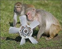 Fauna & Flora: monkeys ruined a car