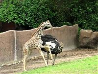 Fauna & Flora: angry giraffe