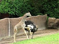 TopRq.com search results: angry giraffe