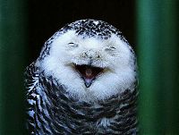 Fauna & Flora: laughing owl