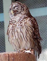 Fauna & Flora: laughing owl