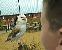 Fauna & Flora: laughing owl