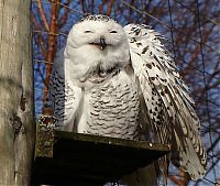 Fauna & Flora: laughing owl