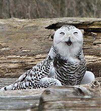 Fauna & Flora: laughing owl