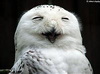 Fauna & Flora: laughing owl