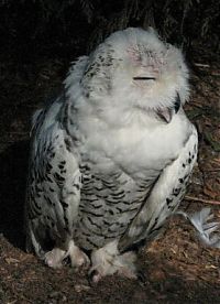 Fauna & Flora: laughing owl